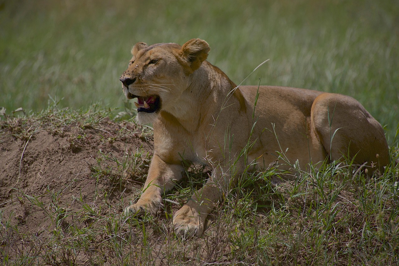 4-day masai mara safari from nairobi